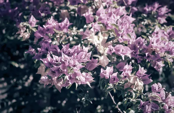 青空にピンクのブーゲンビリアが咲く — ストック写真