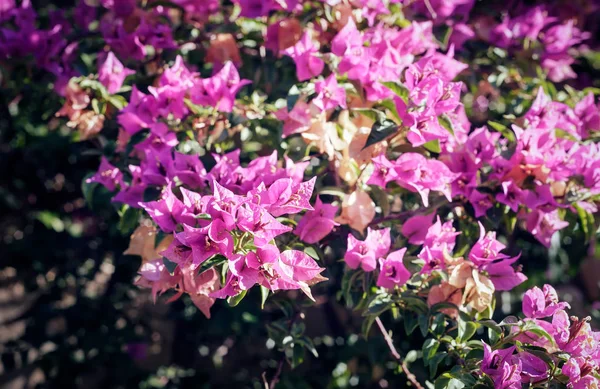 Bougainvillea rosa floreciendo contra el cielo azul — Foto de Stock