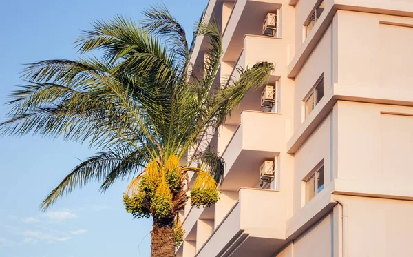 Пальма с фруктами рядом с отелем — стоковое фото
