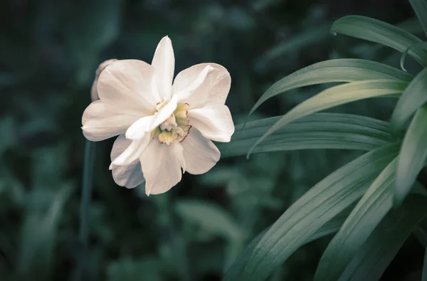 Bloeiende Narcissen op een achtergrond van groene bladeren. — Stockfoto