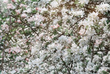 Elma ağaçlarının dalları, bolca beyaz çiçeklerle kaplıdır..