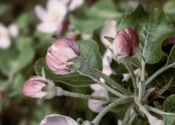 リンゴの木の枝に花芽. — ストック写真