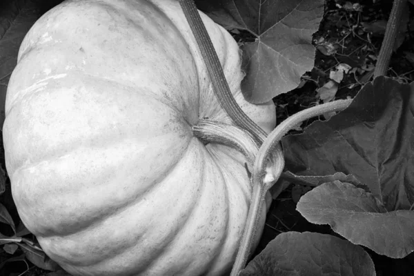 Pumpkin grows in the garden among green leaves. — Stock Photo, Image