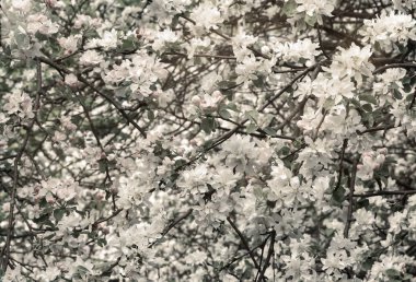 Elma ağaçlarının dalları, bolca beyaz çiçeklerle kaplıdır..