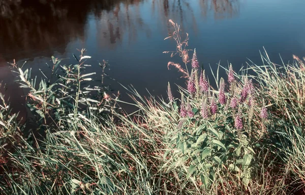 Grama de prado e flores na margem do rio. — Fotografia de Stock