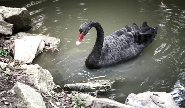 Lonely Black Swan on the lake near the shore — Stock Photo, Image