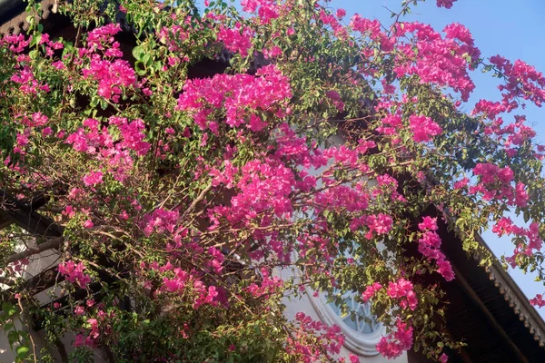 Roze bougainvillea bloeiend tegen de blauwe lucht — Stockfoto