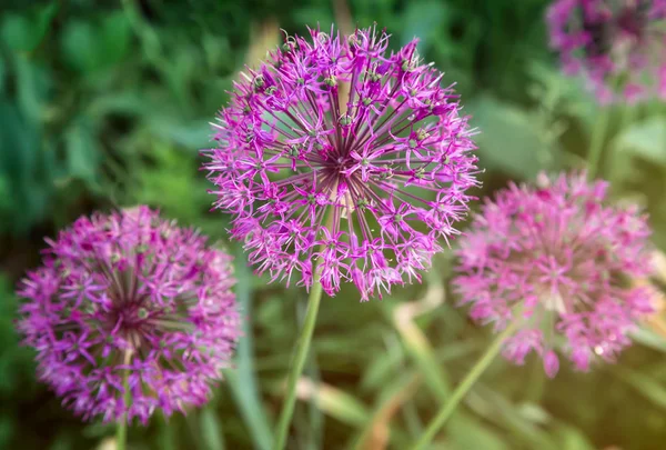 Decorative plant onion Christoph with spherical inflorescences. — Stock Photo, Image