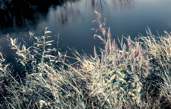 Prato erba e fiori sulla riva del fiume. — Foto Stock