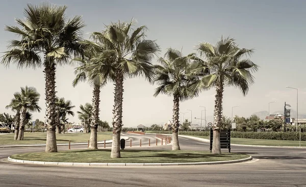 Una Calle Una Ciudad Turística Mediterránea Con Hermosas Palmeras Extendidas — Foto de Stock