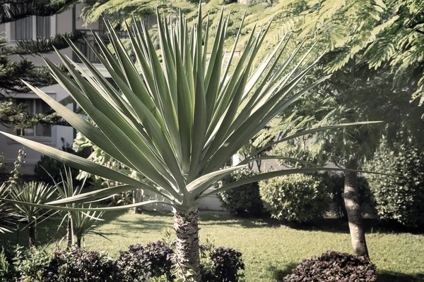 Multi Storey Building Hotel Spreading Palm Tree Grows Fruits Ripen — Stock Photo, Image
