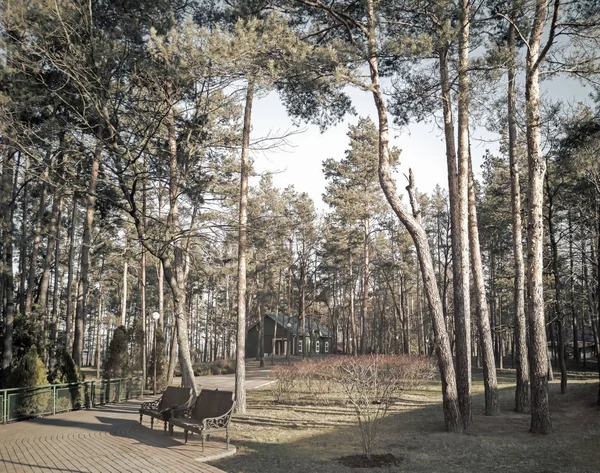 秋の風景 公園の路地 ベンチ 晴れた日に落ち葉の木 — ストック写真