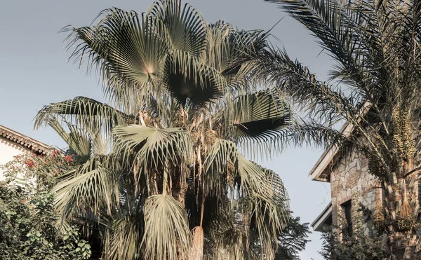 Otelin Çok Katlı Binasının Yanında Yayılan Bir Palmiye Ağacı Yetişiyor — Stok fotoğraf