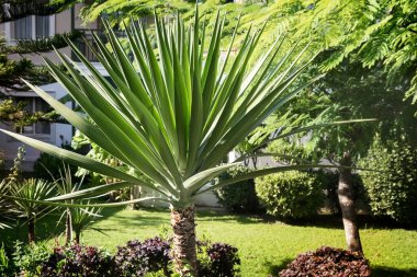 Otelin çok katlı binasının yanında, yayılan bir palmiye ağacı yetişiyor, meyveler olgunlaşıyor..
