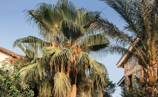 Otelin yanında meyveli palmiye ağacı. — Stok fotoğraf