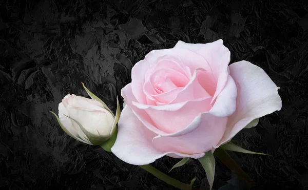 Luxuriöse rosa Rose mit Blättern auf schwarzem Hintergrund . — Stockfoto