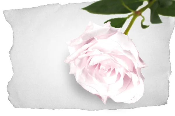 Rose sur un vieux morceau de papier — Photo