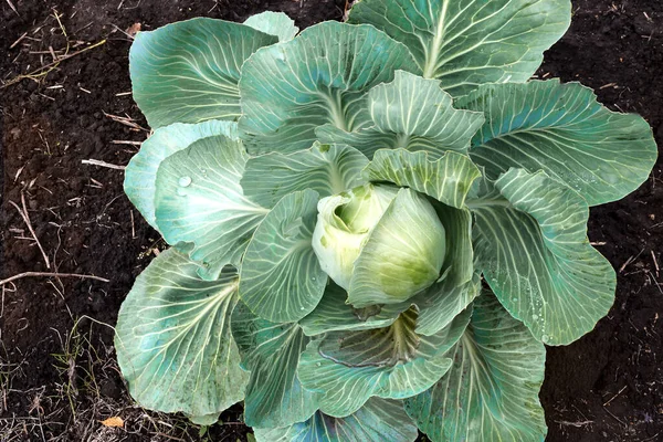A head of cabbage grows in the garden — Stock Photo, Image