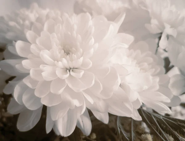 他の花の間で花束に美しい白い菊 接近発表 — ストック写真