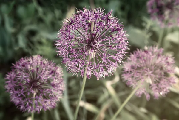 Spherical Inflorescences Perennial Herbaceous Ornamental Plants Christoph Onion Presents Closeup — Stock Photo, Image