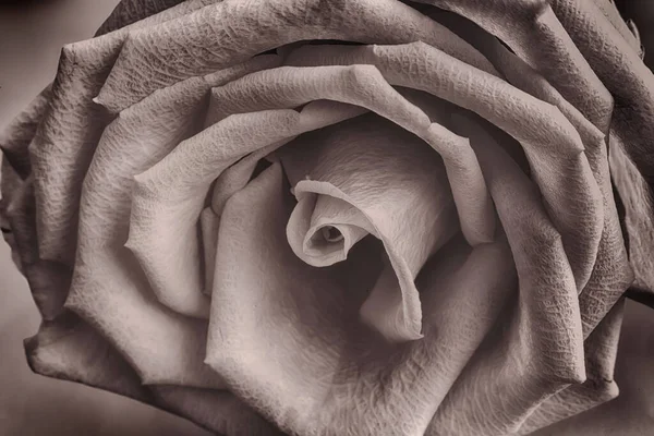 아름다운 장미꽃의 중앙 부분 . — 스톡 사진