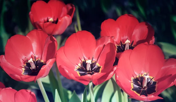 Dans Jardin Fleurit Groupe Tulipes Rouges Sur Fond Feuillage Vert — Photo