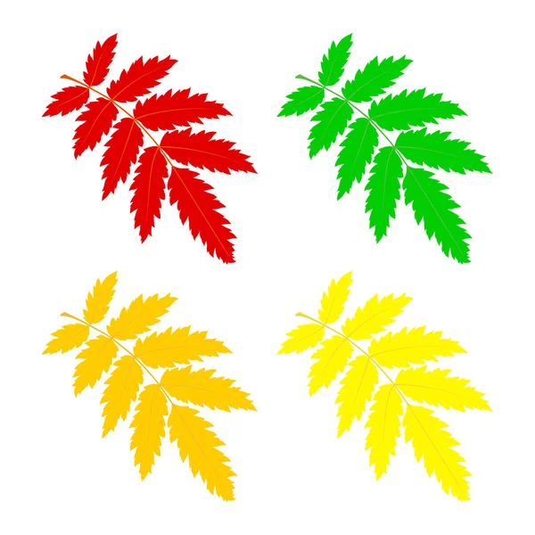 Set rowan leaf. — Stock Vector