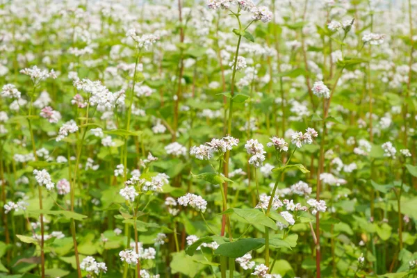 Fiore di grano saraceno sul campo — Foto Stock