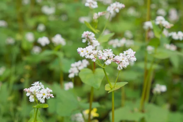 Fiore di grano saraceno sul campo — Foto Stock