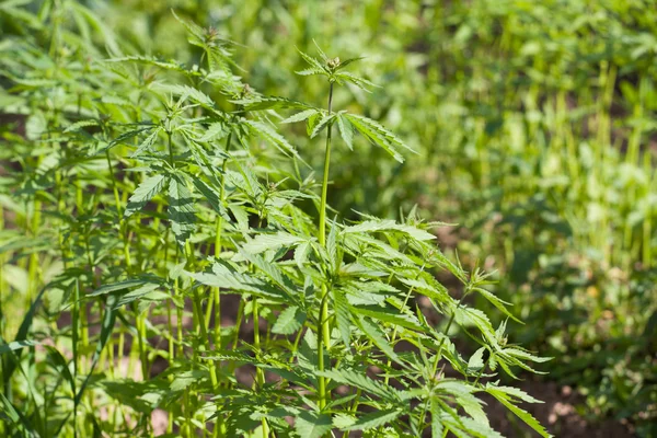 Campo de cânhamo Cannabis Sativa — Fotografia de Stock