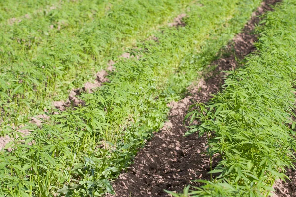 Field of hemp Cannabis Sativa — Stock Photo, Image