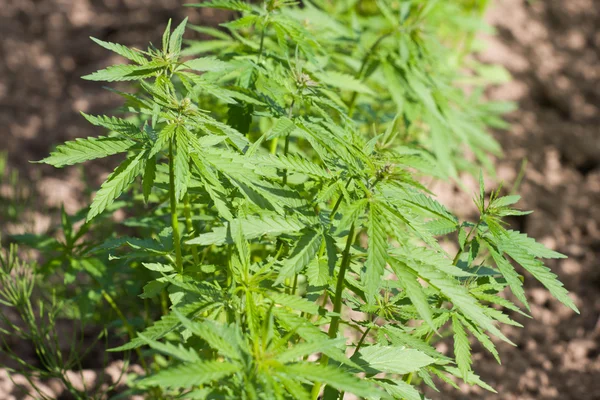Field of hemp Cannabis Sativa — Stock Photo, Image