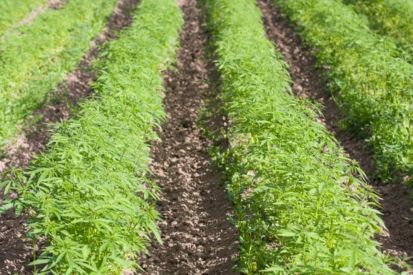 Naleziště konopí Cannabis Sativa — Stock fotografie