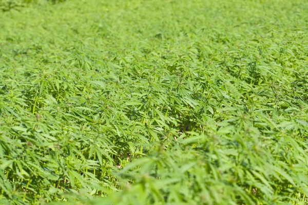 Campo de cânhamo Cannabis Sativa — Fotografia de Stock