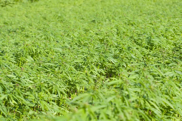 Field of hemp Cannabis Sativa — Stock Photo, Image