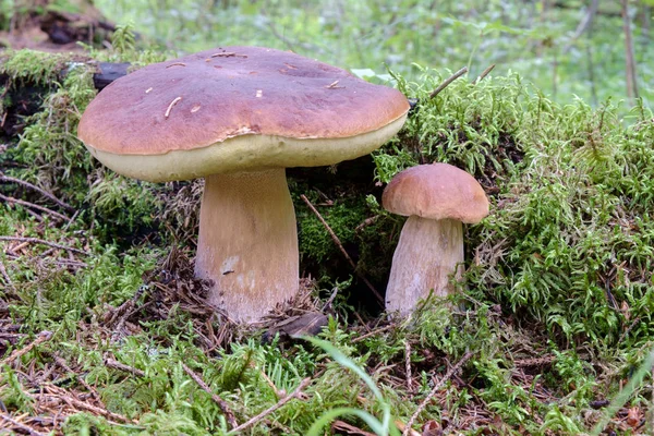 Bolete Mushrooms in forest — Stock Photo, Image