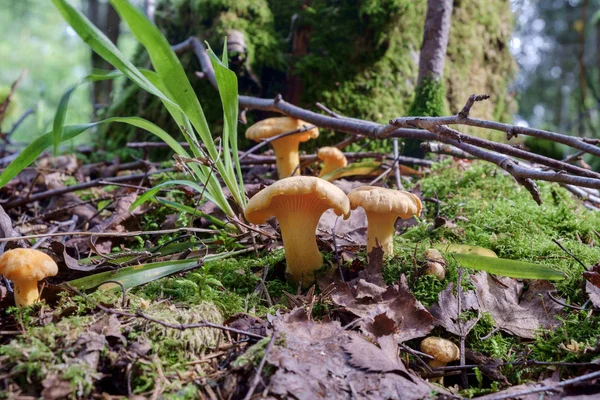 Edible chanterelle Mushrooms — Stock Photo, Image