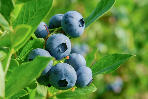 Blaubeere am Strauch — Stockfoto