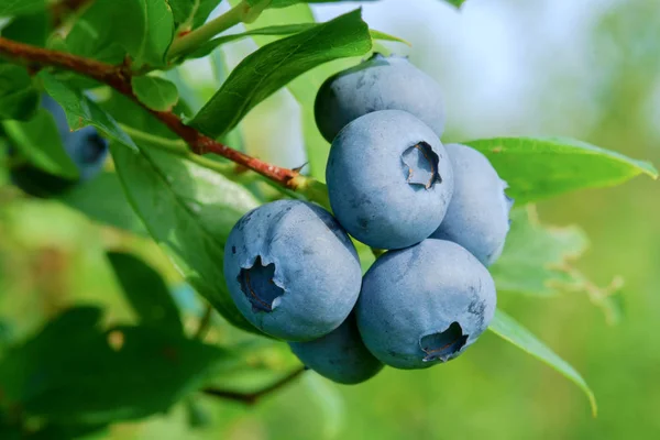 Blueberry on the bush — Stock Photo, Image