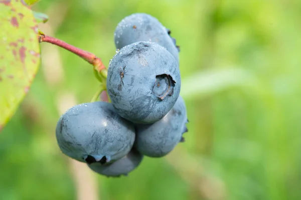 蓝莓对布什 — 图库照片