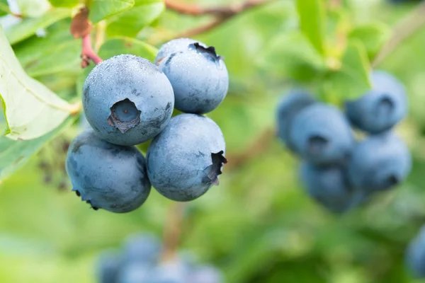 Blueberry on the bush — Stock Photo, Image