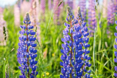 Acı bakla çiçek açan çayır