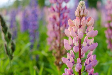 Acı bakla çiçek açan çayır