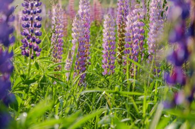 Acı bakla çiçek açan çayır