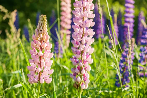 Prairie à fleurs de lupin — Photo