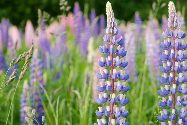 Lupine blooming meadow — Stock Photo, Image