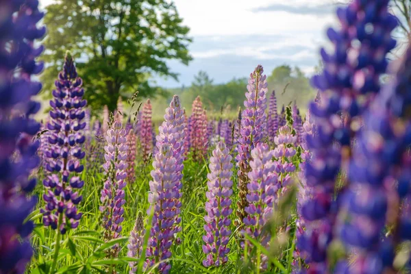 Lupine blooming meadow — Stock Photo, Image