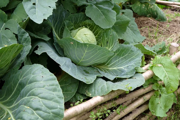 Chou dans le jardin de style médiéval — Photo