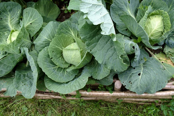 Chou dans le jardin de style médiéval — Photo