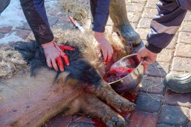  geleneksel ev yapımı domuz slauhtering